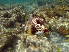 Smooth Trunkfish (6